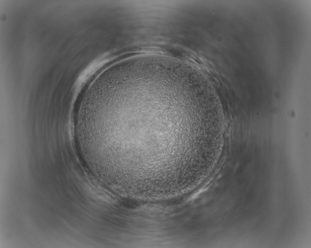 X0000063450294200601201227