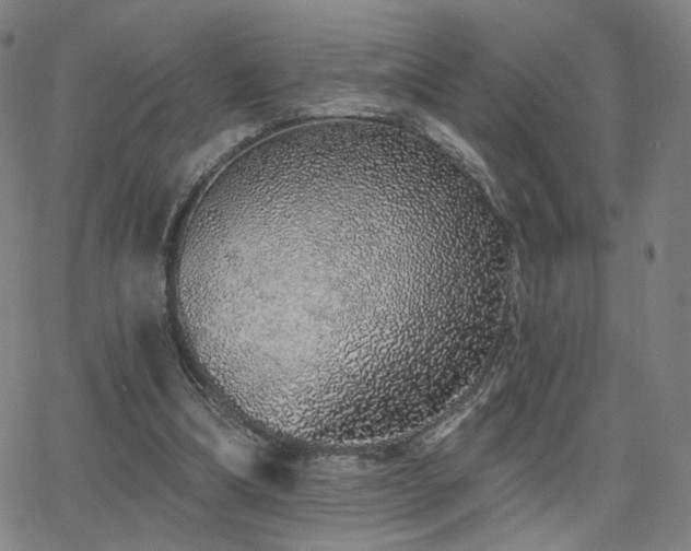 X0000063450298200601201227