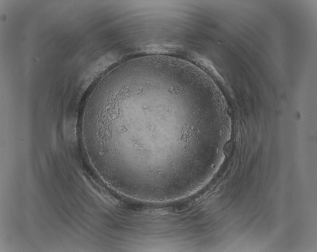 X0000063450299200601201227