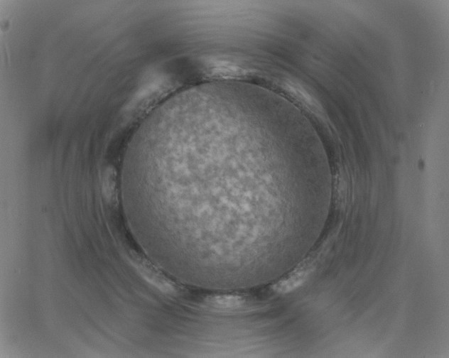 X0000063450361200601201226