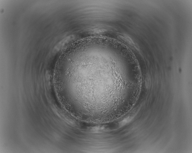 X0000063450366200601201226