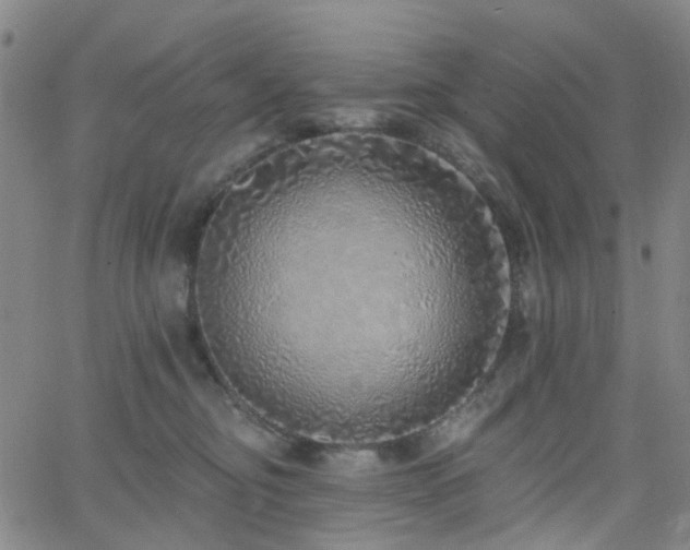 X0000063450374200601201226