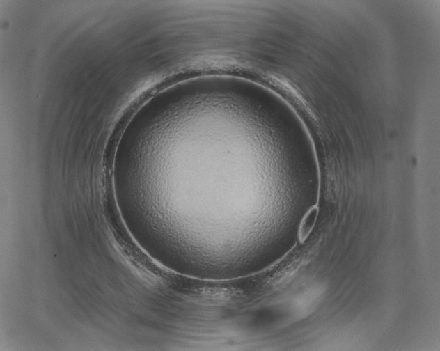 X0000063450439200601201224