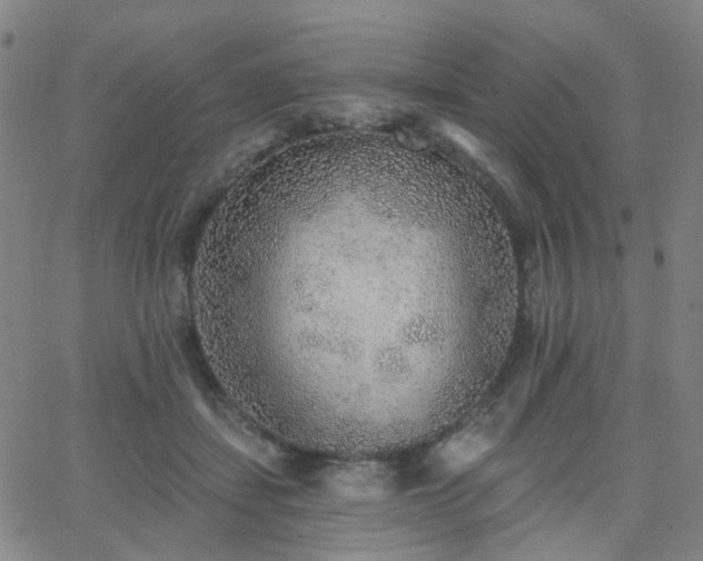 X0000063450459200601201225