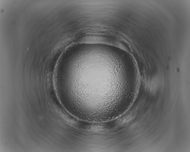 X0000063450462200601201225