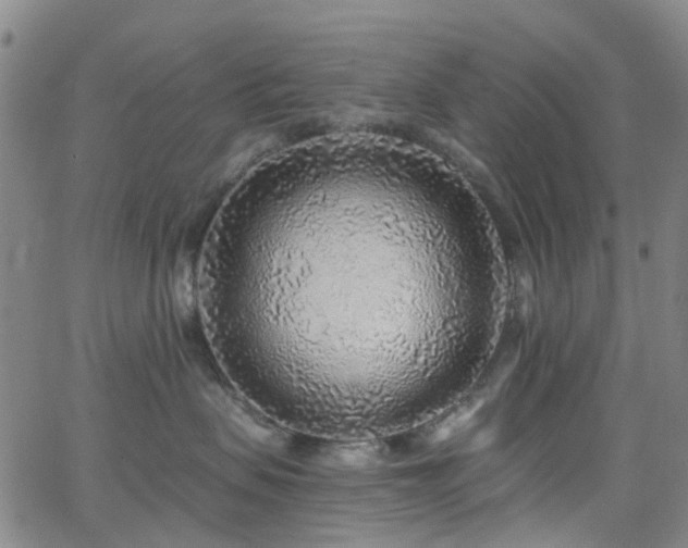 X0000063450479200601201225