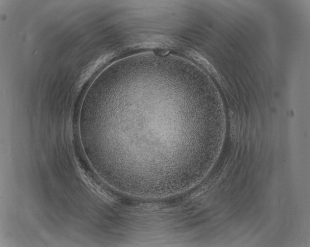 X0000063450482200601201224