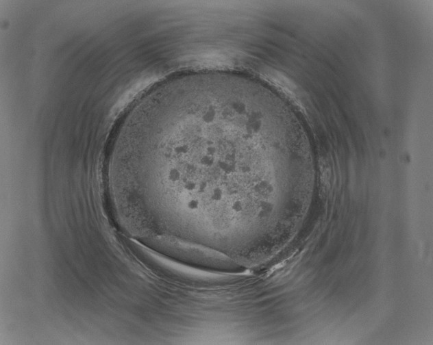 X0000063450487200601201224