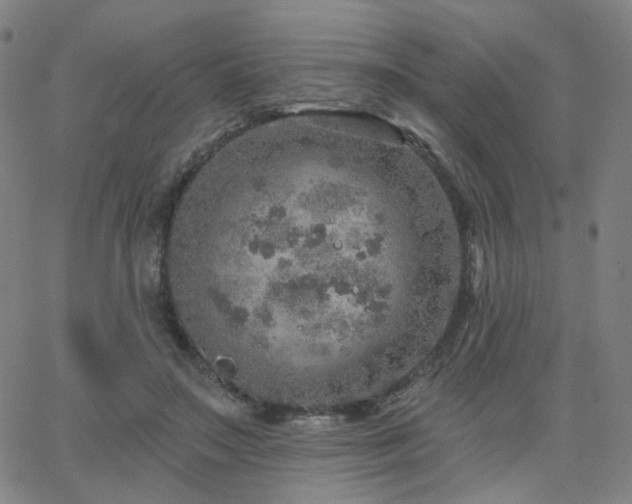 X0000063450499200601201224