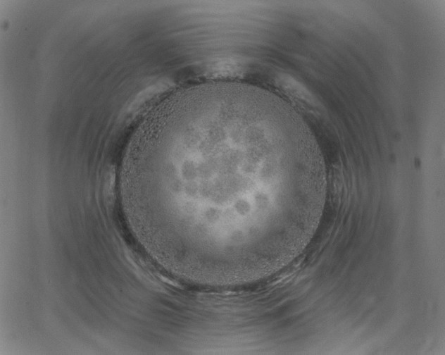 X0000063450550200601201223