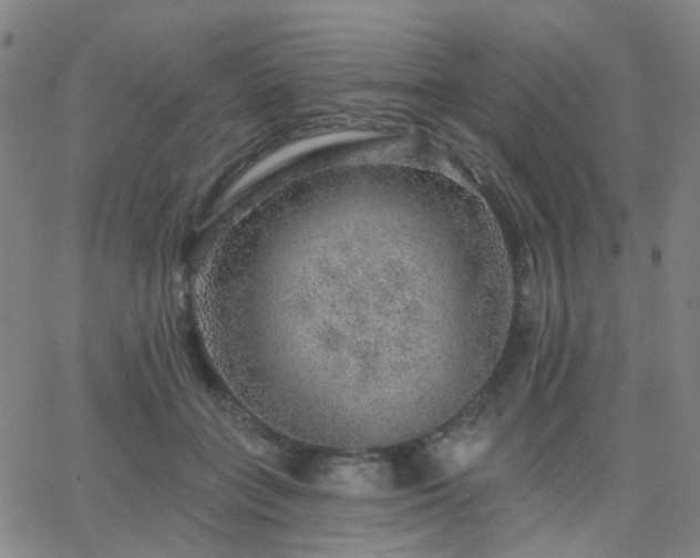 X0000063450555200601201223