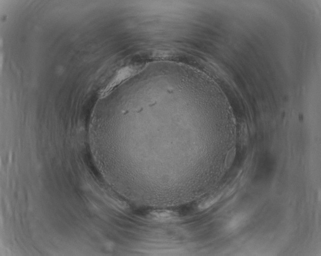 X0000063450557200601201223