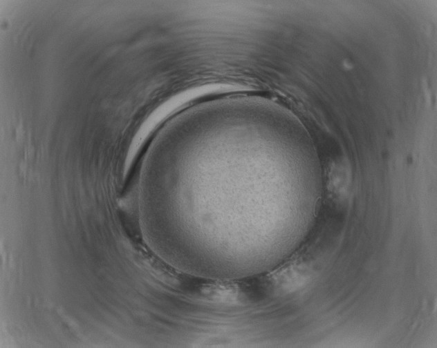 X0000063450559200601201223