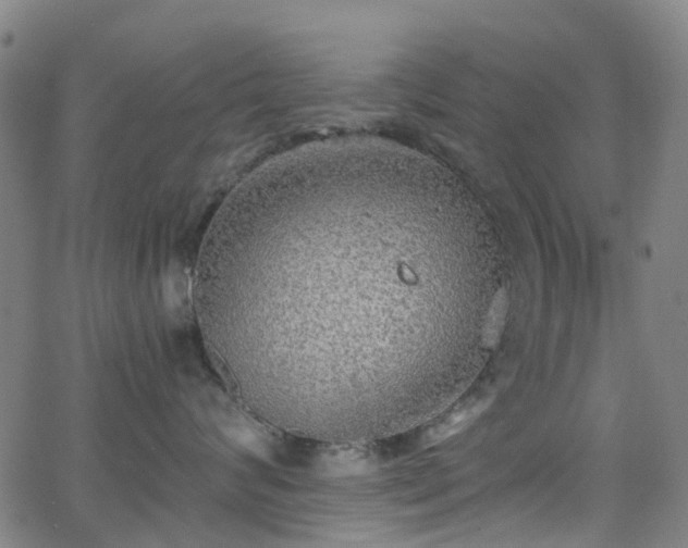 X0000063450624200601201222