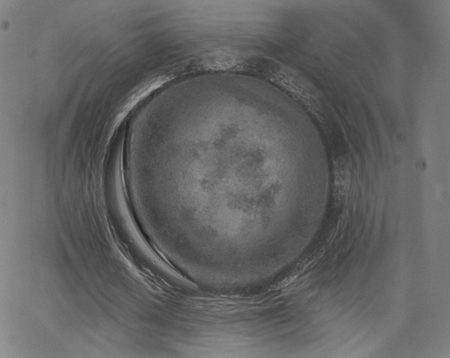 X0000063450626200601201221
