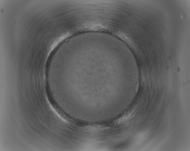 X0000063450630200601201221