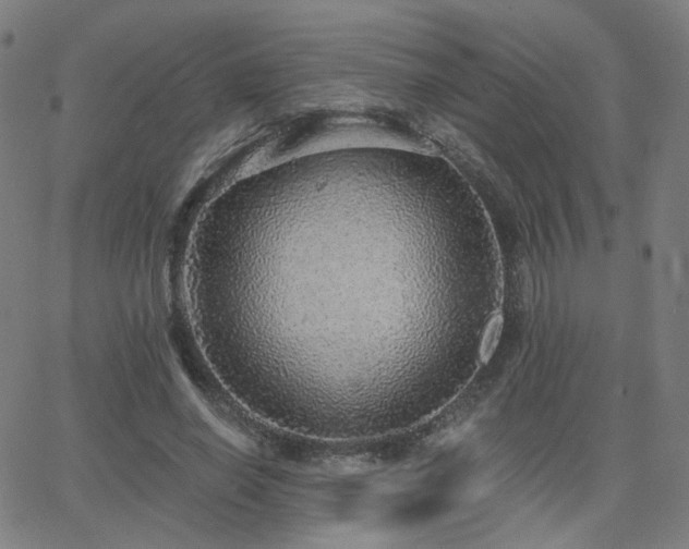 X0000063450638200601201221