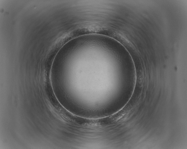 X0000063450639200601201221