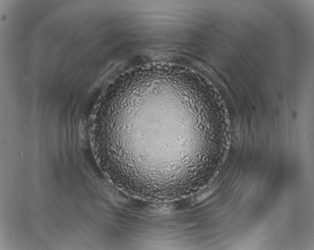 X0000063450667200601201222
