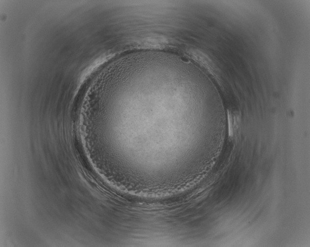 X0000063450675200601201221