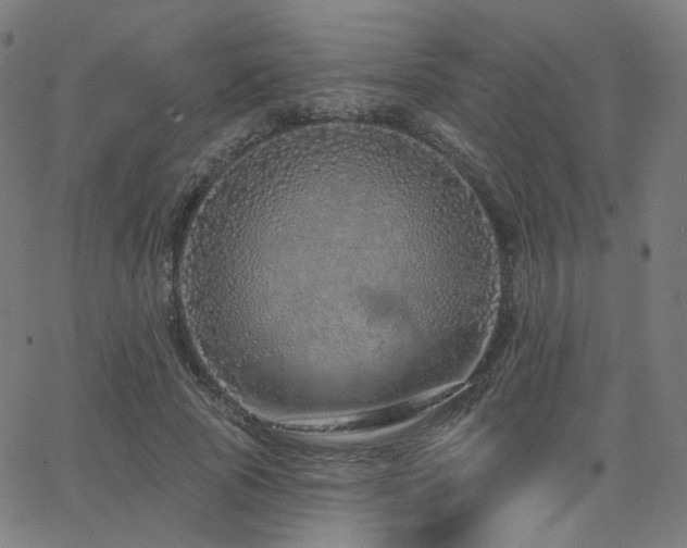X0000063450737200601201219