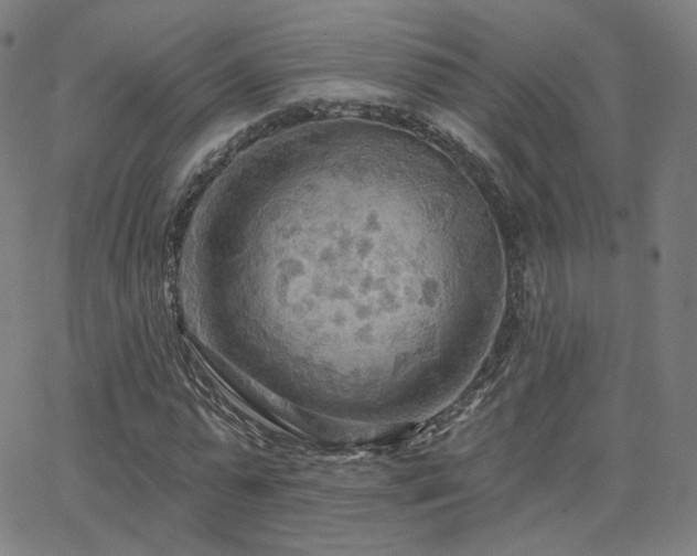 X0000063450775200601201219