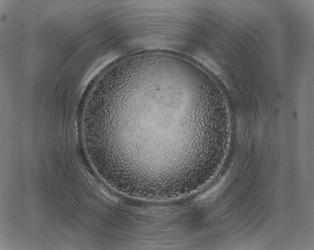 X0000063450782200601201219