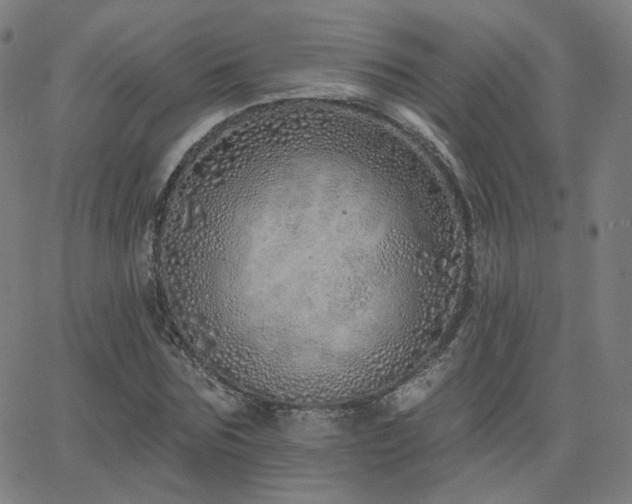 X0000063450875200601201217