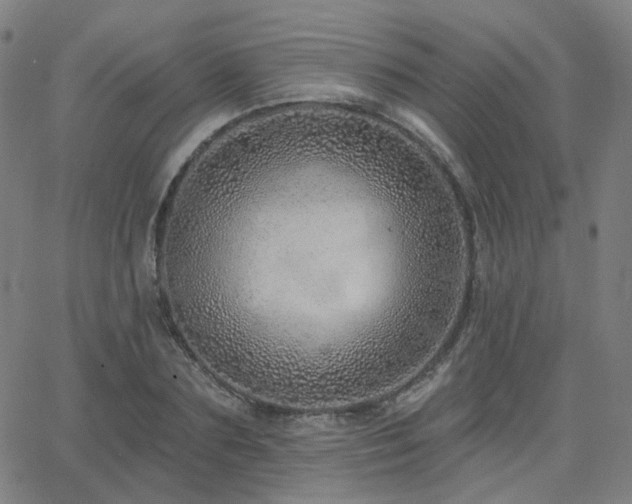 X0000063450883200601201217