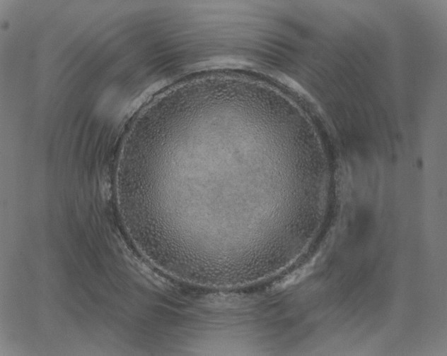X0000063450929200601201216