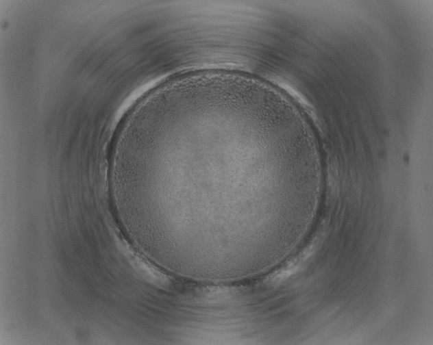 X0000063450933200601201216