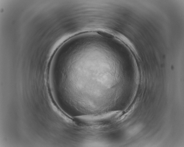 X0000063450958200601201217
