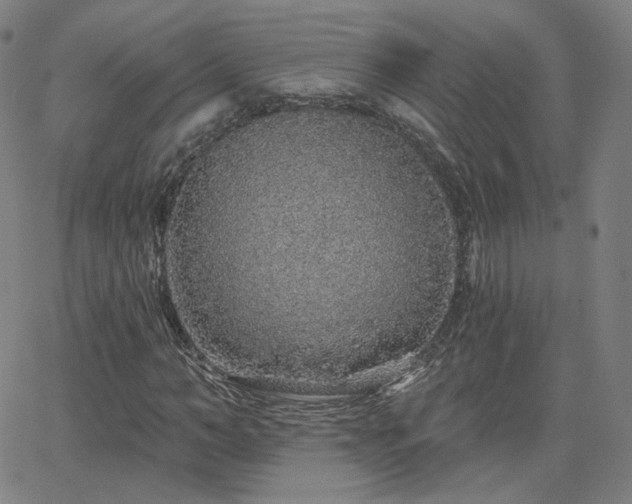 X0000063450966200601201216