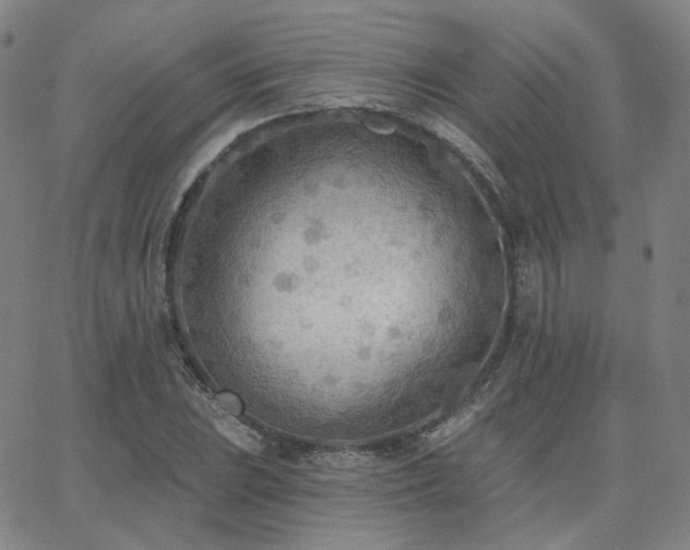 X0000063451023200601201215