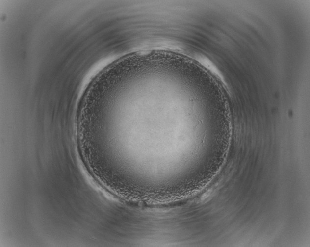 X0000063451088200601201214