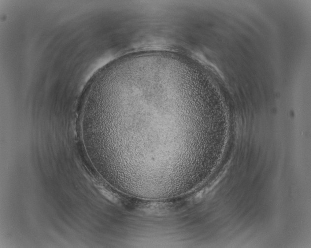 X0000063451166200601201213