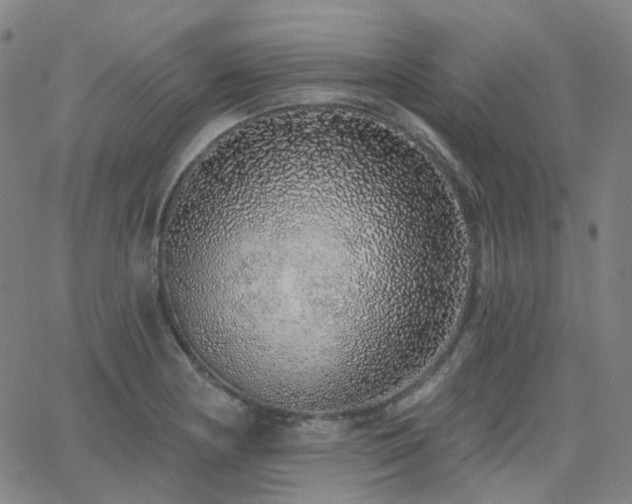 X0000063451178200601201212