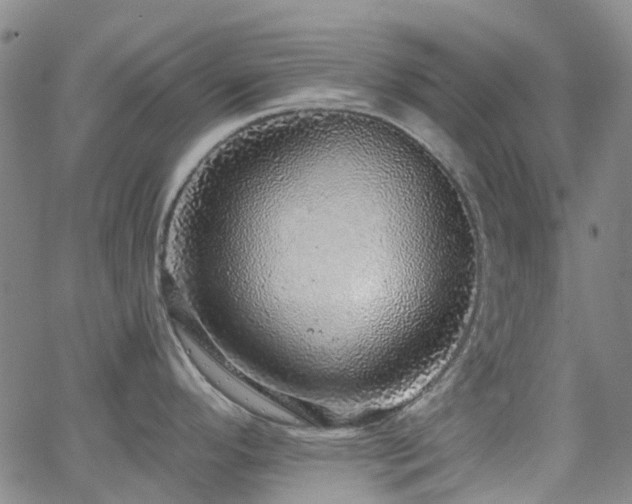 X0000063451296200601201210