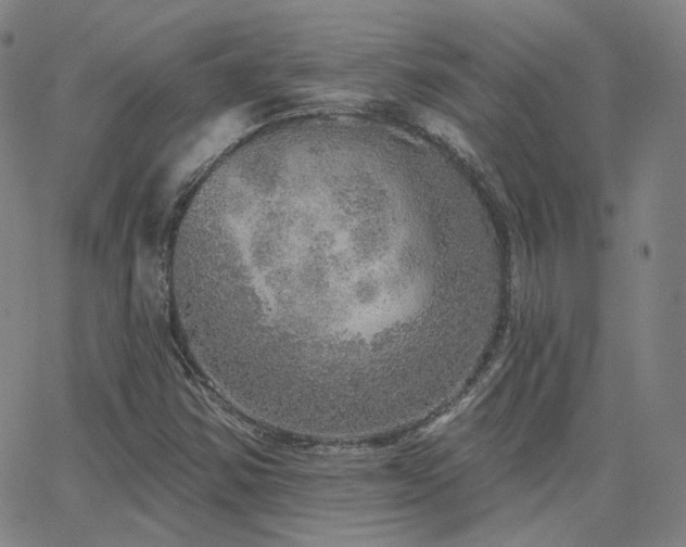 X0000063451354200601201210