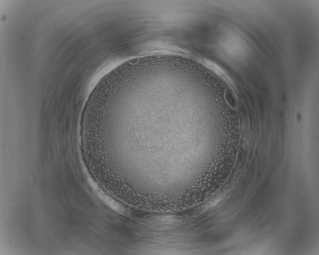 X0000063451431200601201209