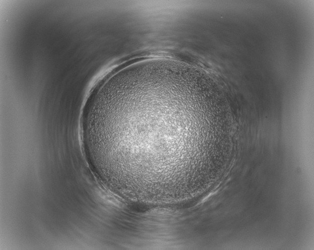 X0000063450294200601231359