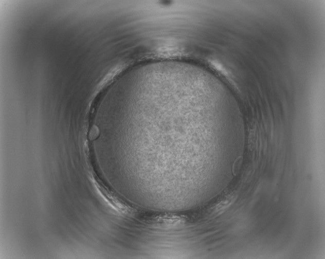 X0000063450443200601231356