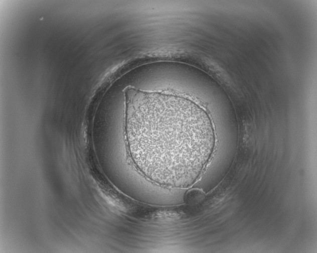 X0000063450636200601231353