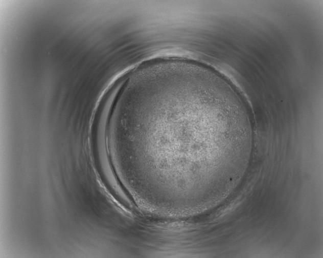 X0000063450791200601231351