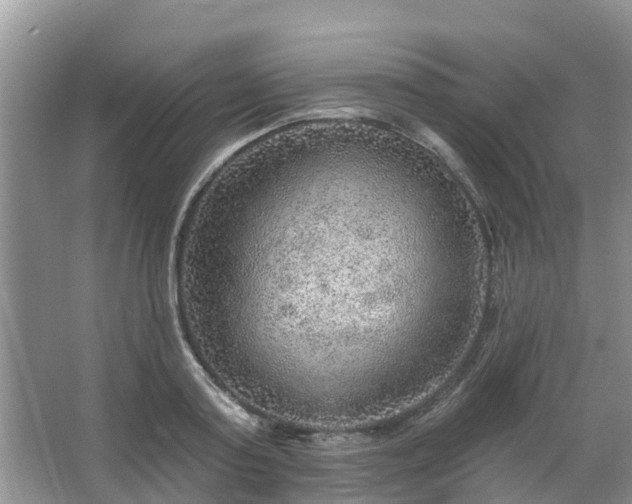 X0000063450795200601231350