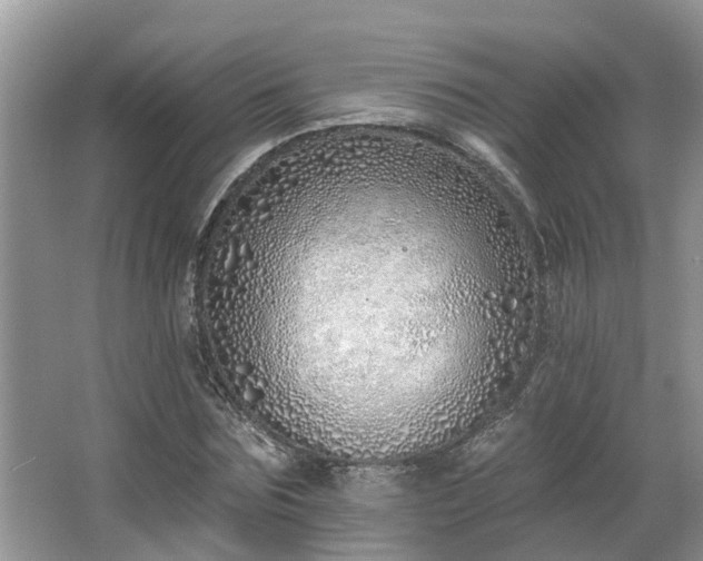 X0000063450875200601231349