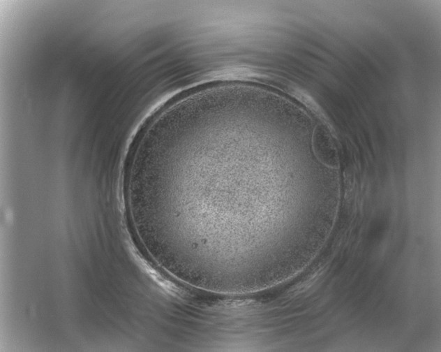 X0000063450939200601231348