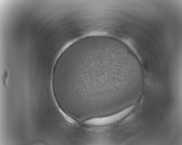 X0000063451245200601231344