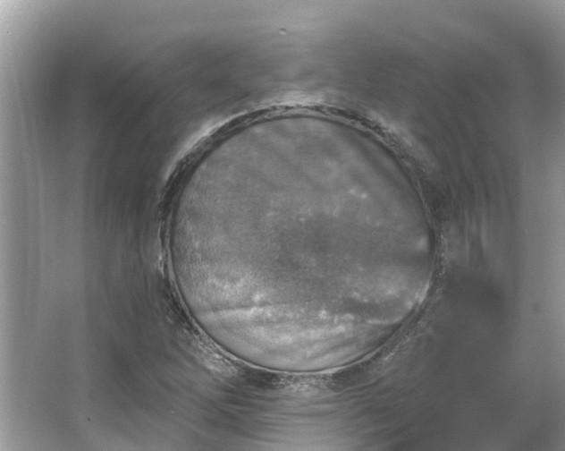 X0000063451262200601231343