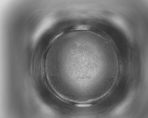 X0000063451487200601231339